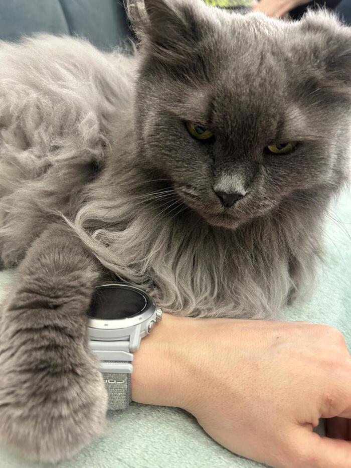 Фото Новосибирцы обняли кошек в честь праздника 15